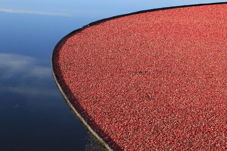 Cranberry Boom Deployed small