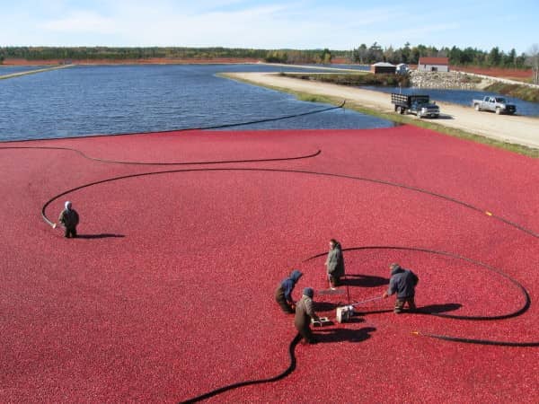 Cranberry Harvest