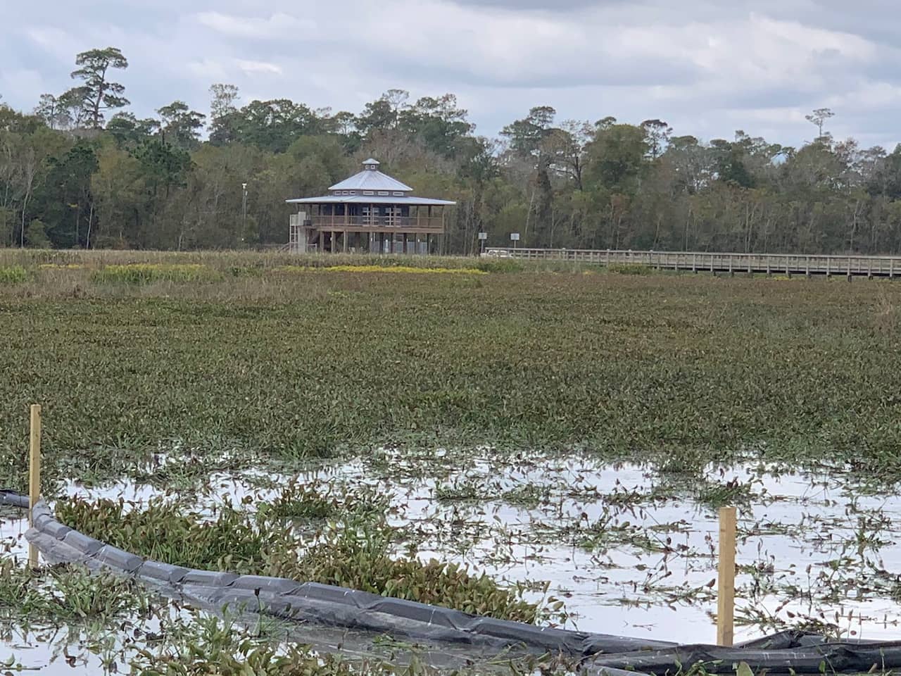 Water Hyacinth Control 7