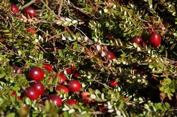 cranberry vines