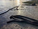 tbc saturated sorbent boom   tabbs bay small tbc saturated sorbent boom   tabbs bay small