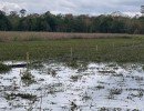 water hyacinth control water hyacinth control