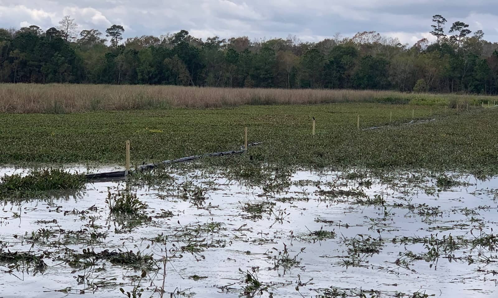 water hyacinth control water hyacinth control